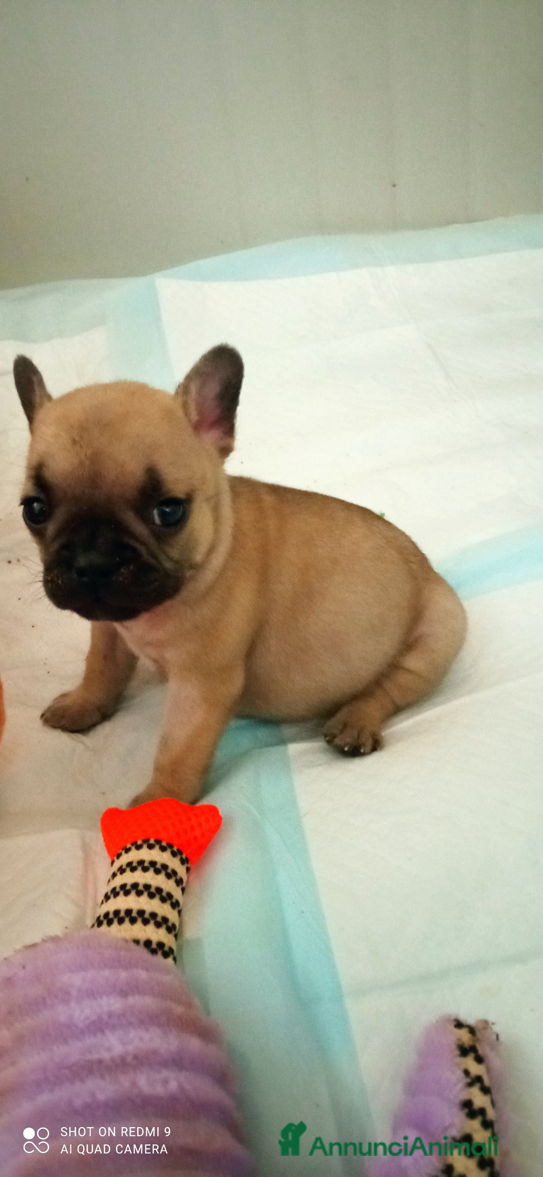 Bulldog Francese cani in vendita: CUCCIOLA DI BOULDOGUE FRANCESE  a Province of Pavia - Immagine 8