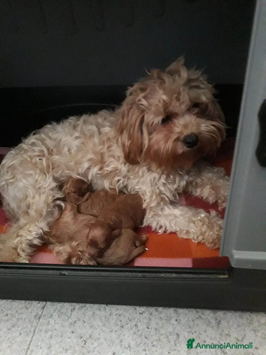 Maltipoo cani in vendita: Maltipo  - Annuncio 4