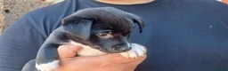 Meticcio cani in regalo: LO SPLENDIDO ABRAMO CERCA LA SUA CASA PER LA VITA - Annuncio 2