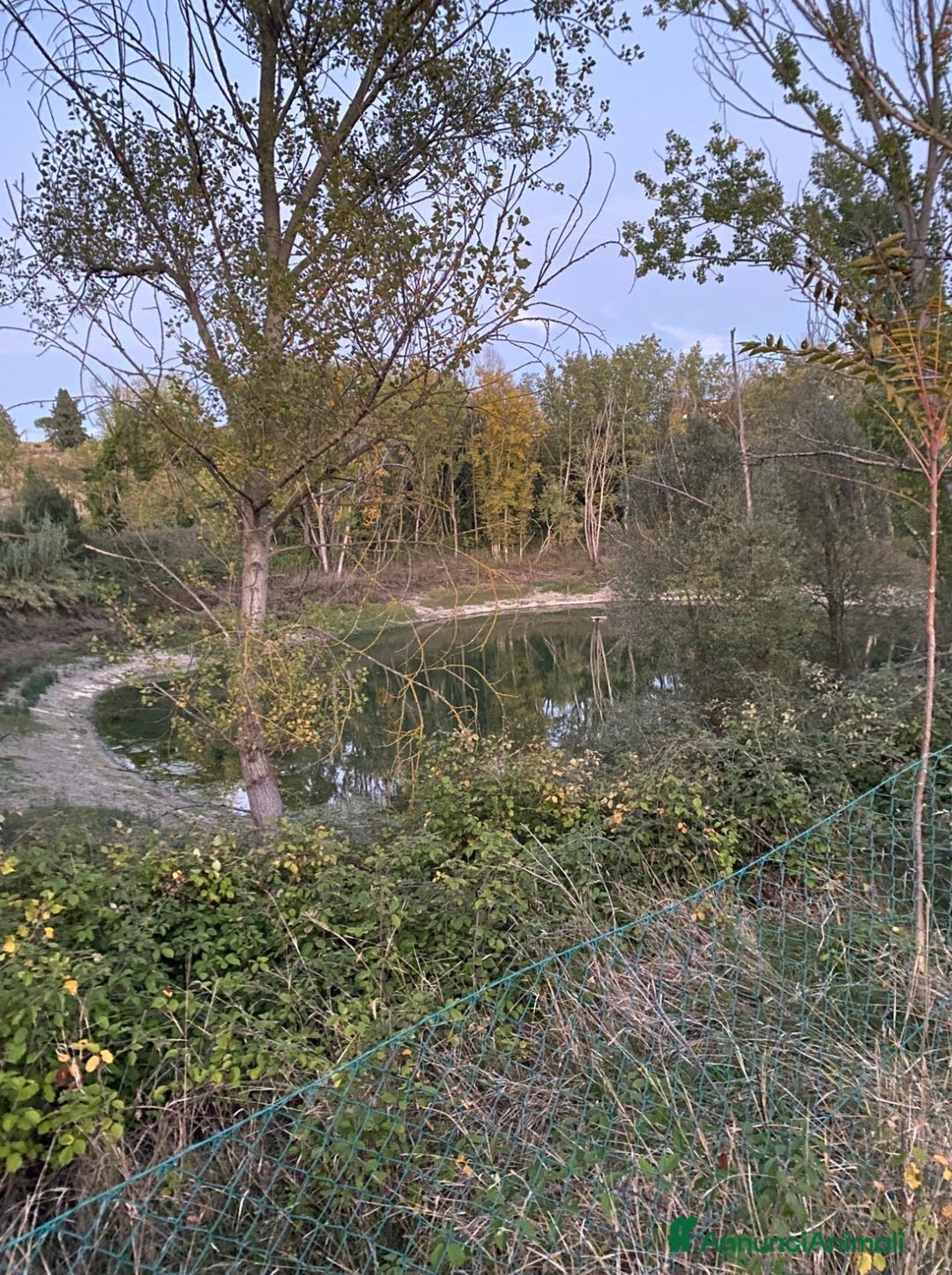 Border Collie cani in vendita: Border collie  - Annuncio 8