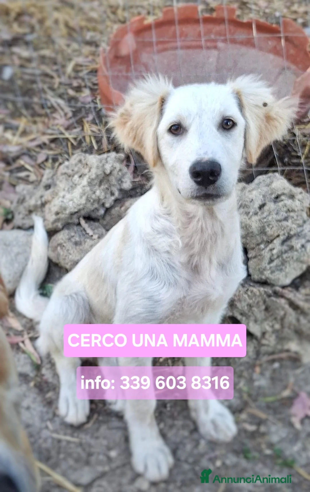 Meticcio cani in regalo: FESA 🩷 sveglia, curiosa e piena di vita - Annuncio 1