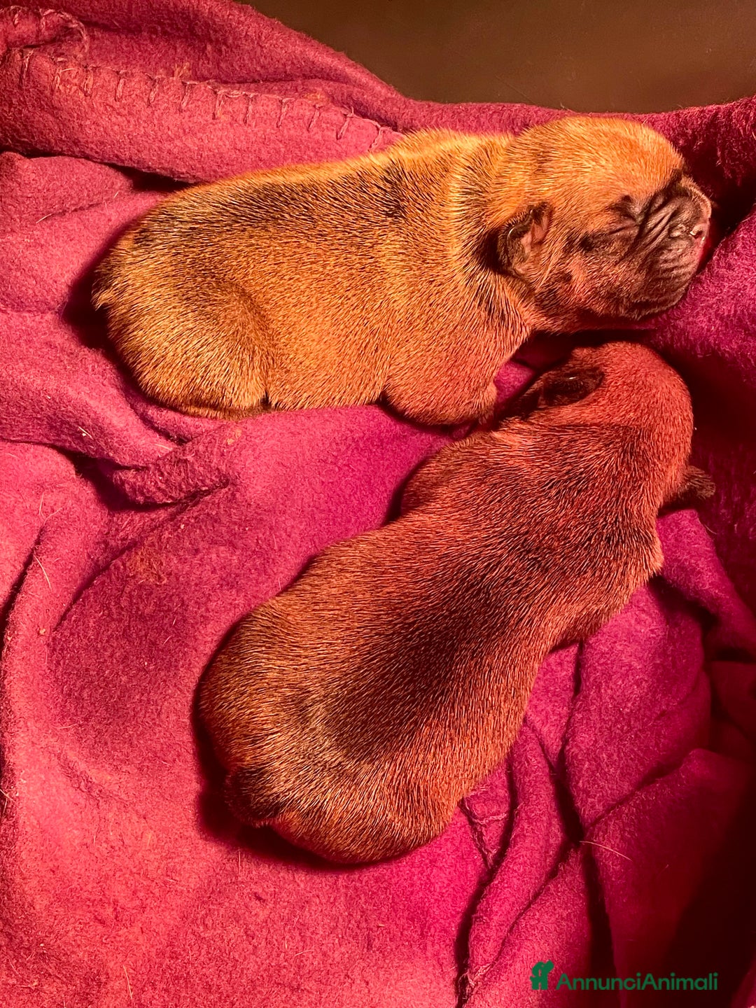 Bulldog Francese cani in vendita: cuccioli di Bulldog francese Red  - Annuncio 7