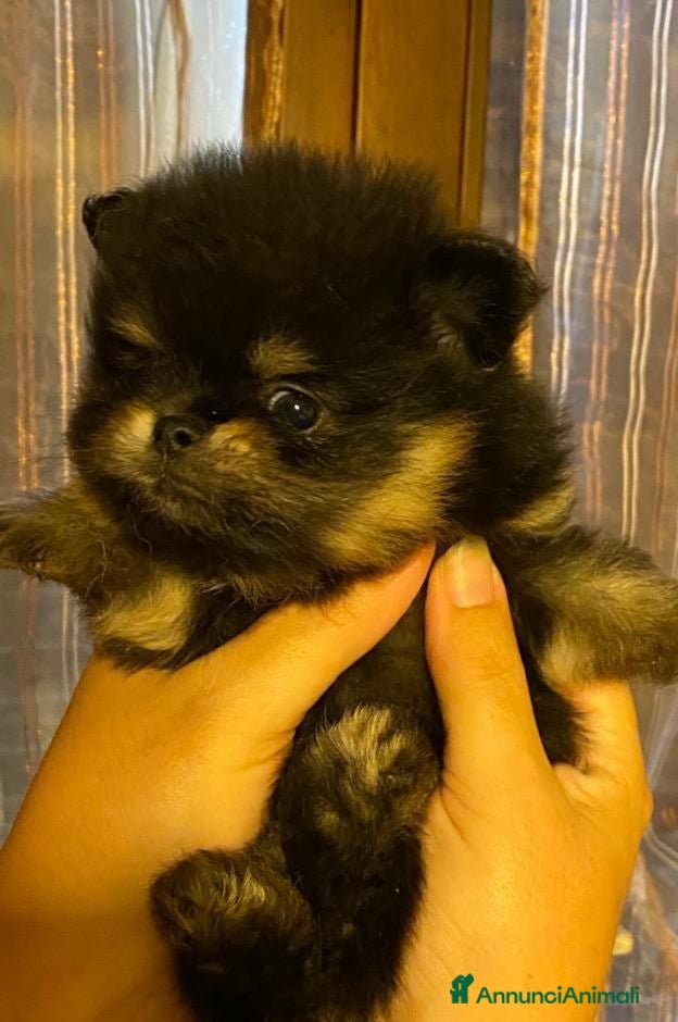 Spitz cani Spitz di Pomerania black&tan femmina  - Annuncio 1