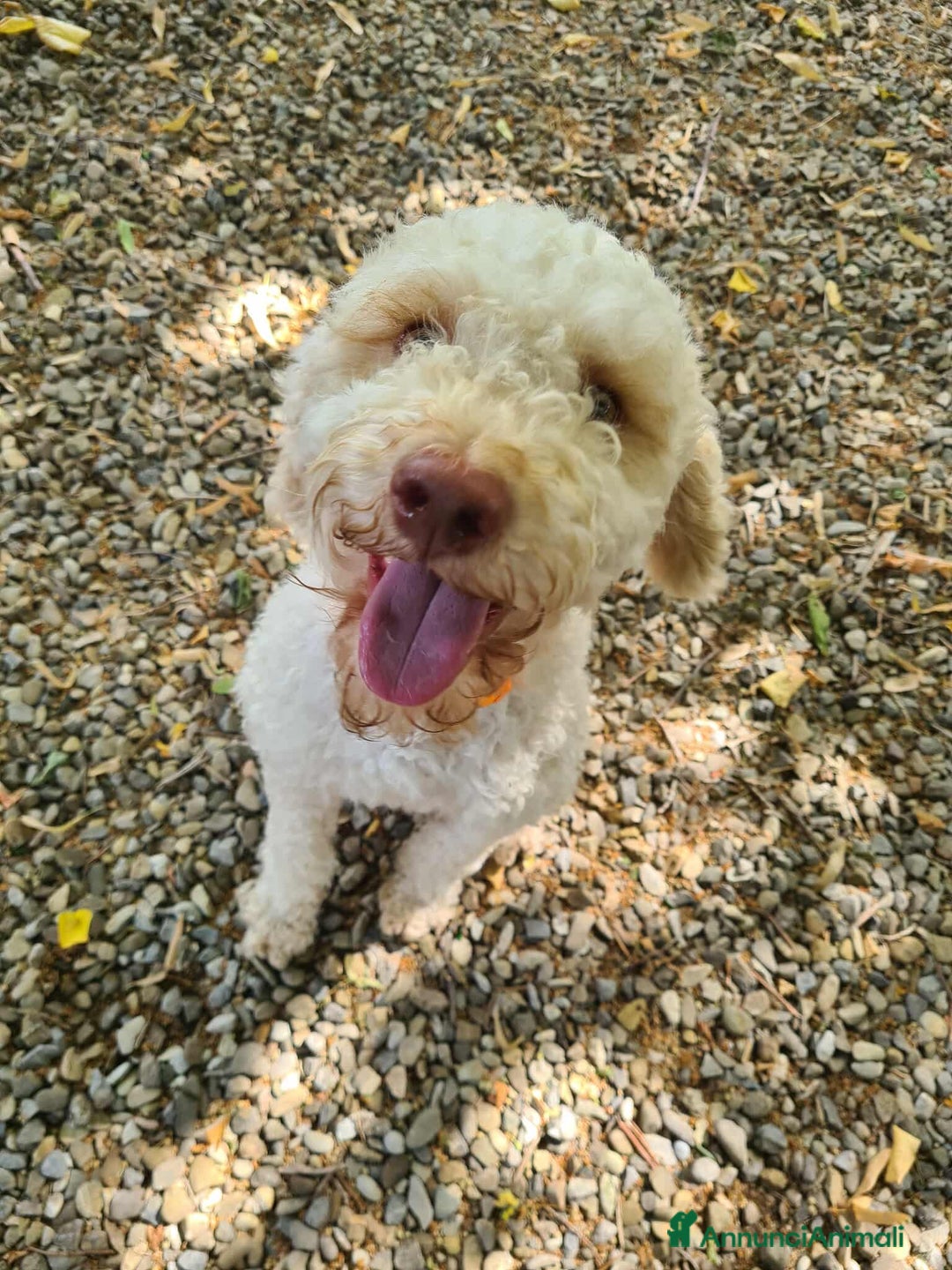 Lagotto cani in regalo: ISOTTA, dolcissima LAGOTTA cerca famiglia! - Annuncio 6