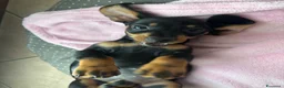 Bassotto cani in vendita: Cucciolo di bassotto tedesco nano femmina - Annuncio 6