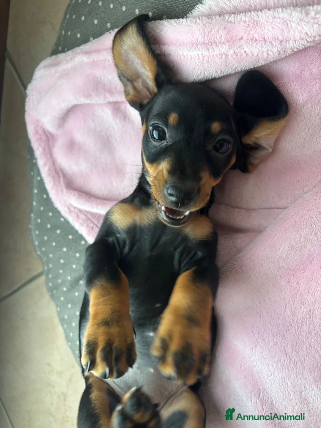 Bassotto cani in vendita: Cucciolo di bassotto tedesco nano femmina - Annuncio 6