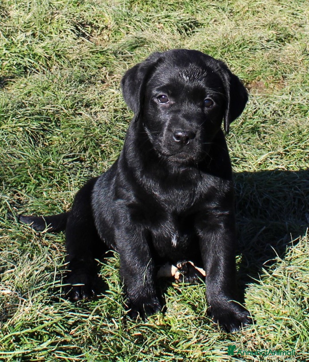 Labrador cani in vendita: Tre cuccioli di labrador retriever nero  - Annuncio 8