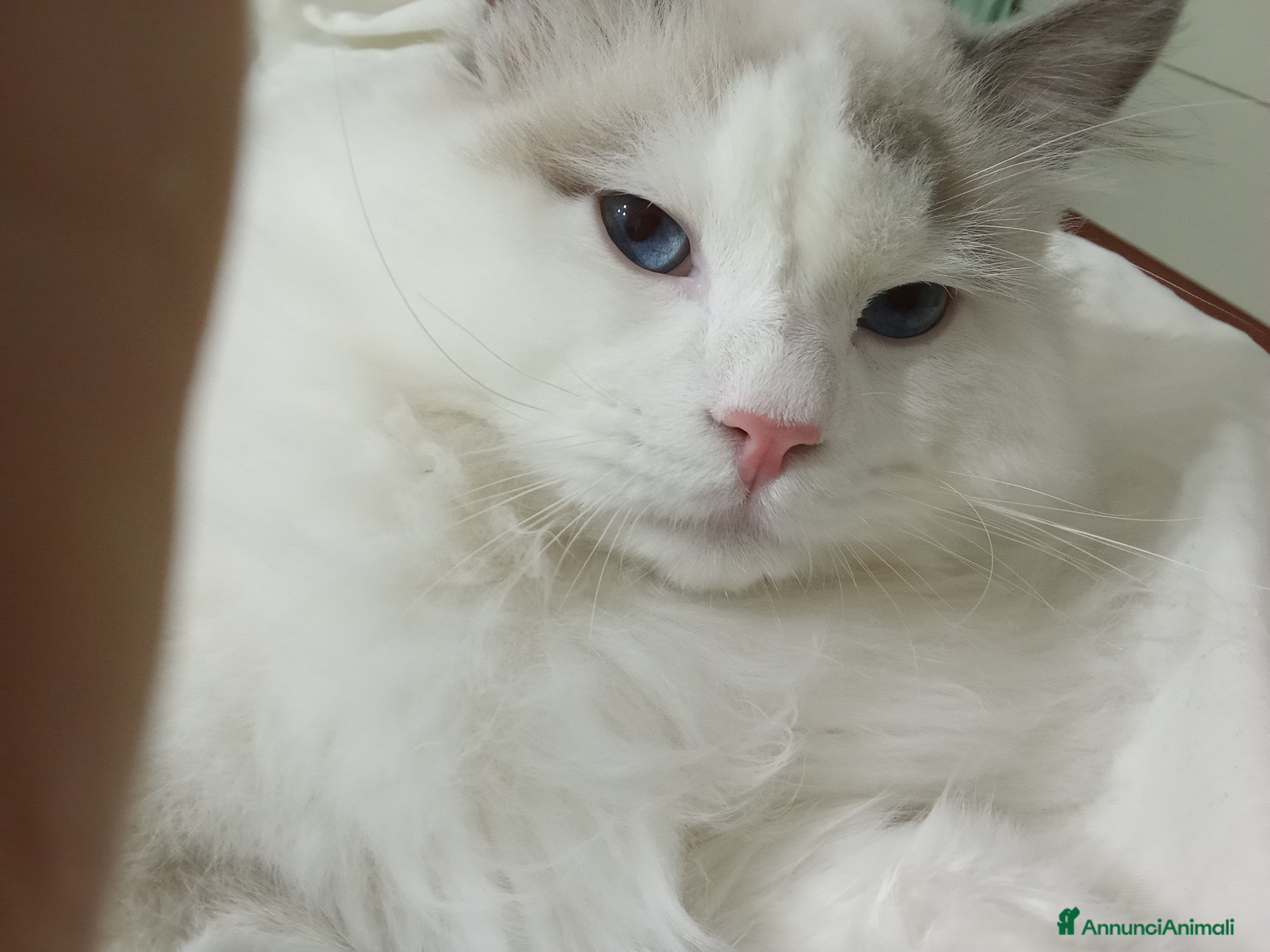 Ragdoll gatti Ragdoll maschio per accoppiamento  - Annuncio 2