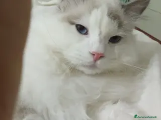 Ragdoll gatti Ragdoll maschio per accoppiamento - Annuncio 1