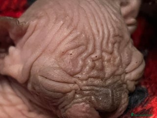 Sphynx gatti Sphynx a Città metropolitana di Roma Capitale - Annuncio 35