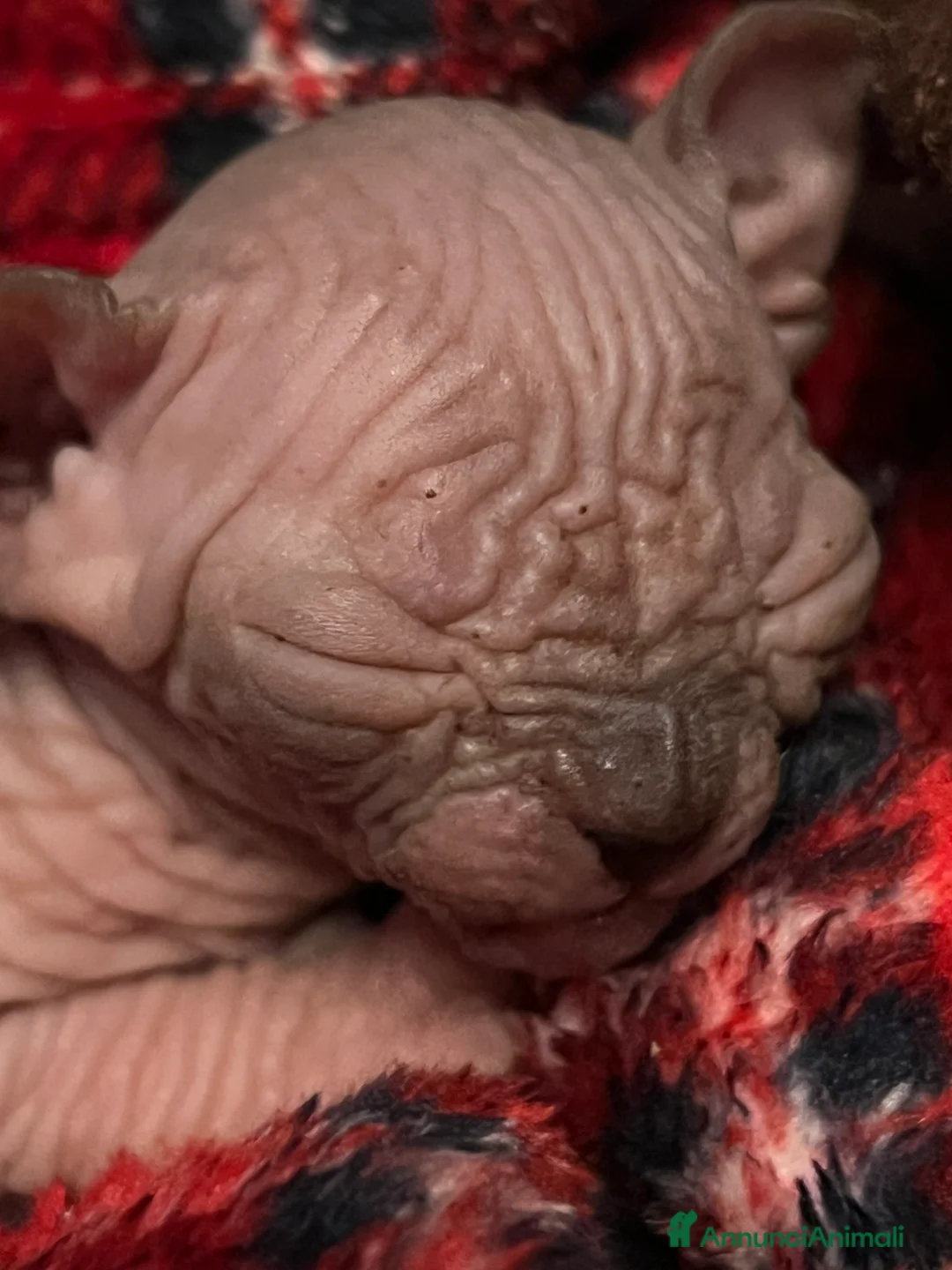 Sphynx gatti in vendita: Sphynx  a Città metropolitana di Roma Capitale - Annuncio 1