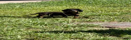 Bassotto Nano cani in vendita: Bassotto a Provincia di Avellino - Annuncio 5
