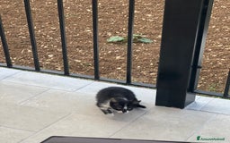 Europeo gatti in regalo: Gattina bellissima cerca casa a Provincia di Frosinone - Immagine 2