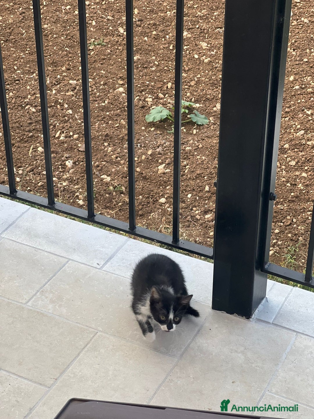 Europeo gatti in regalo: Gattina bellissima cerca casa a Provincia di Frosinone - Immagine 2