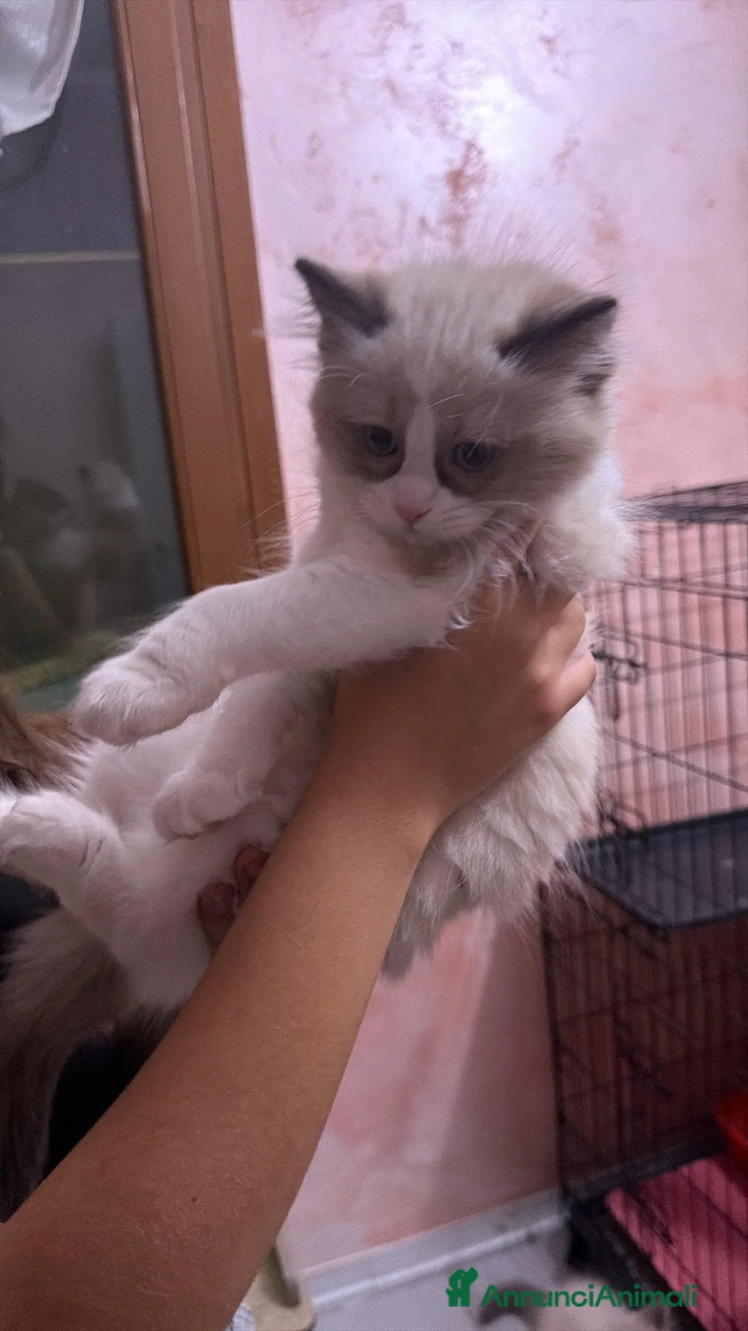 Ragdoll gatti in vendita: Cucciole ragdoll dolcissime  - Annuncio 2