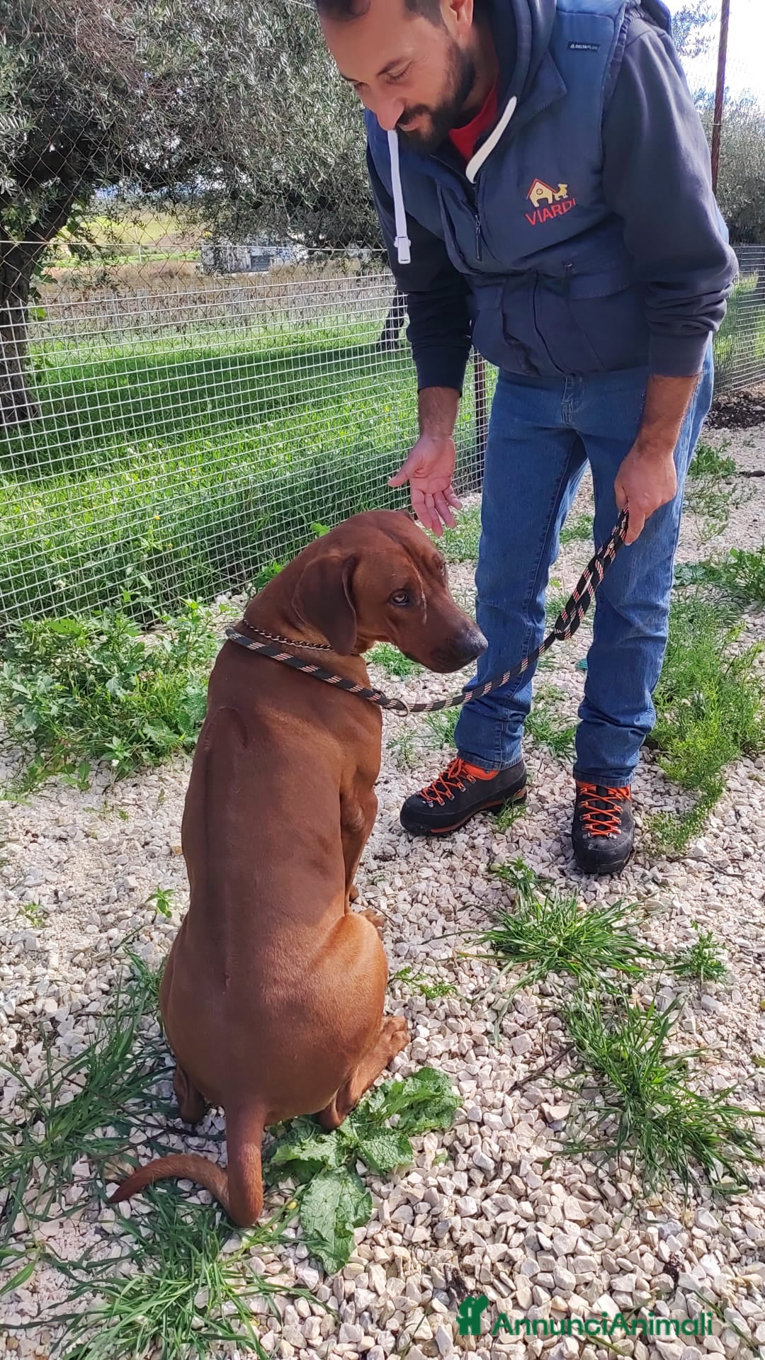 Altre razze cani in regalo: ronnie  - Annuncio 2