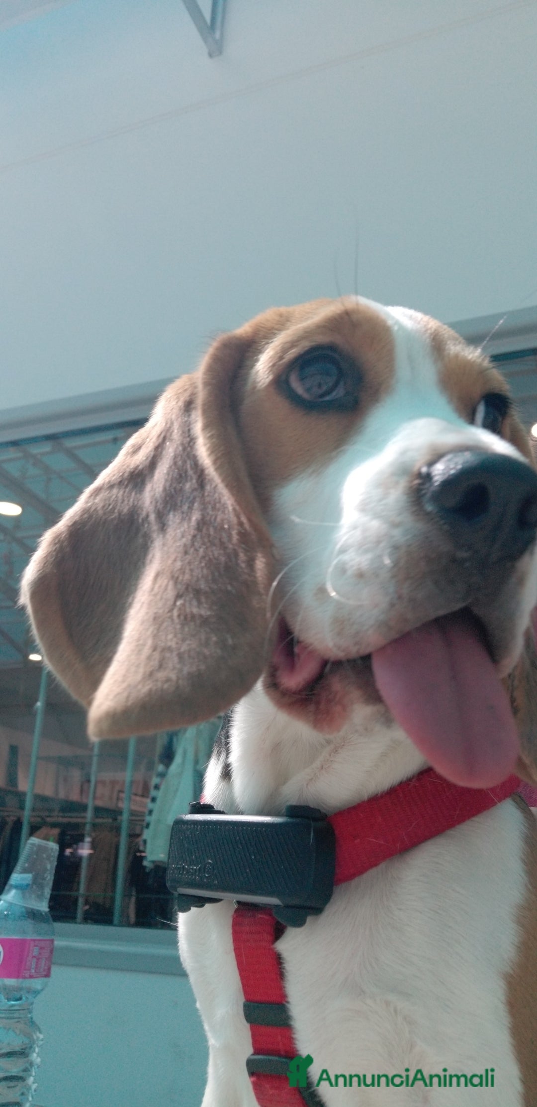 Beagle cani in regalo: Cucciolona di beagle originale - Annuncio 6