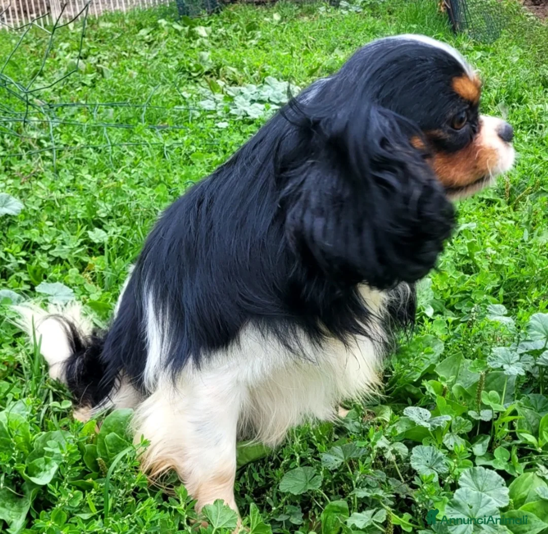 Cavalier King cani per accoppiamento: CAVALIER KING C. S. DISPONIBILE PER MONTA  - Annuncio 5