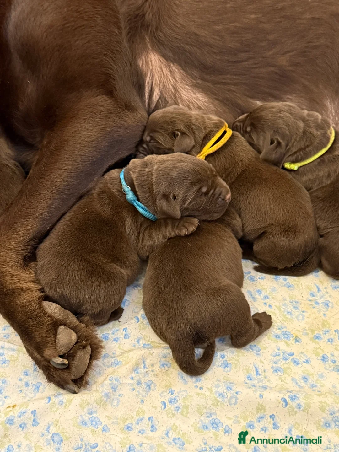 Labrador cani in vendita: Labrador Retriever Chocolate  - Annuncio 6