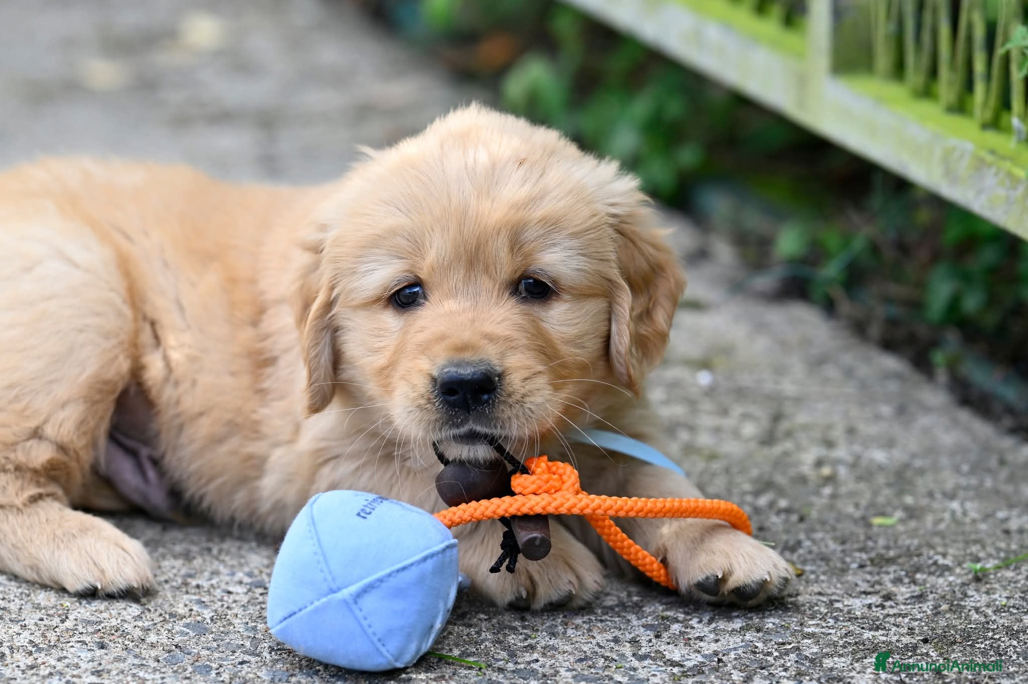 Golden Retriever cani Allevamento professionale  cucciolata inglese - Annuncio 15