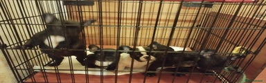 Bulldog Francese Cucciolo 4