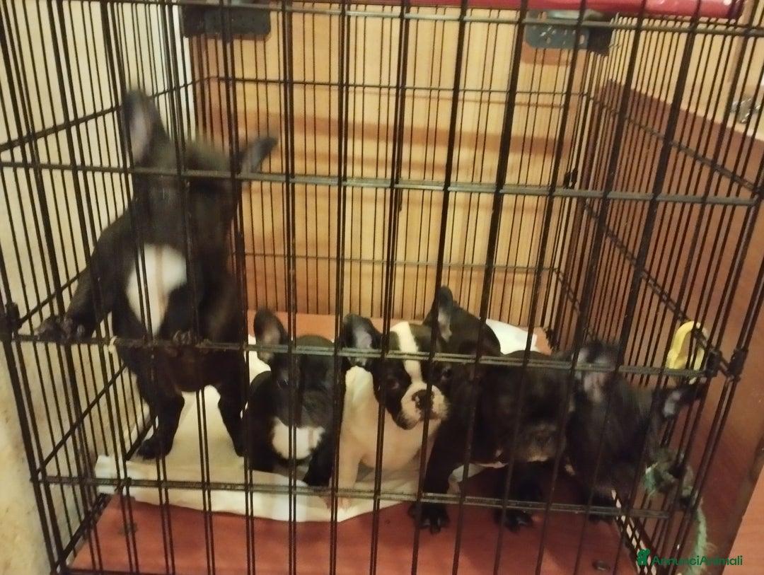 Bulldog Francese cani in vendita: Bulldog francese  - Annuncio 2