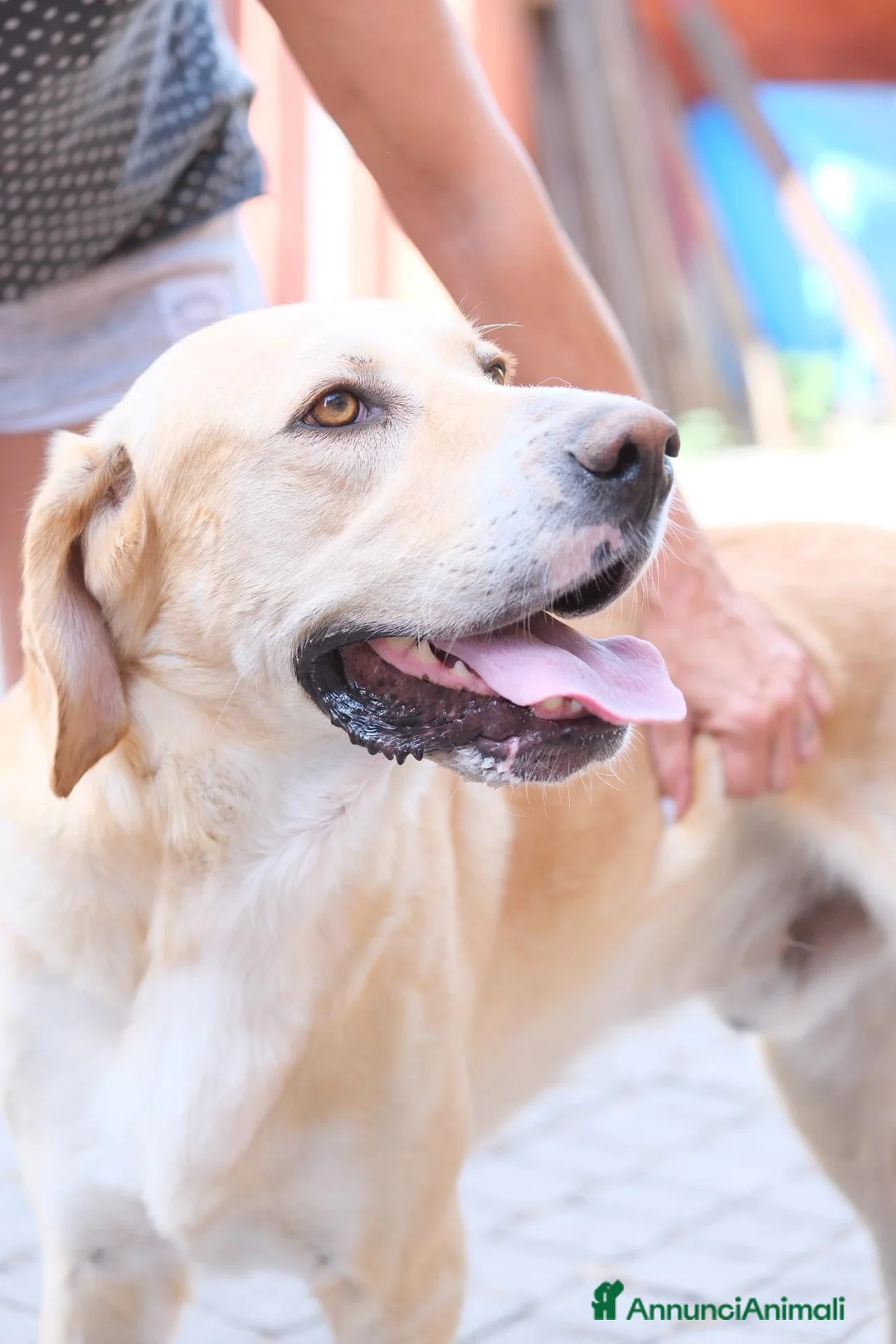 Meticcio cani in regalo: L' AMICO PERFETTO NELLA CASA VUOTA: SALVIAMO HARRY - Annuncio 2