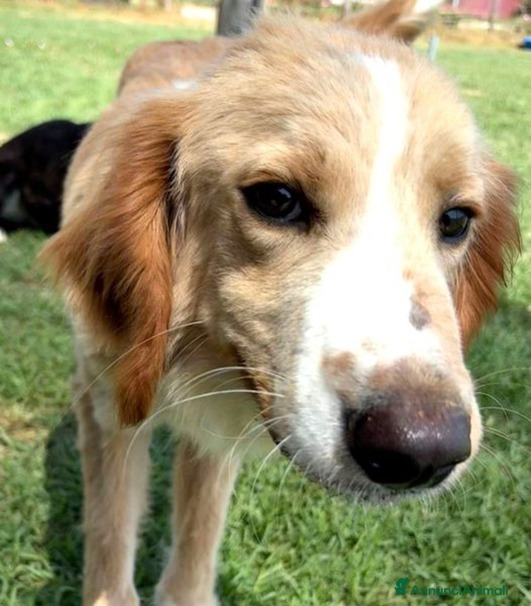 Golden Retriever cani in regalo: BRUCE, cucciolone simil goden  a Provincia di Latina - Immagine 4