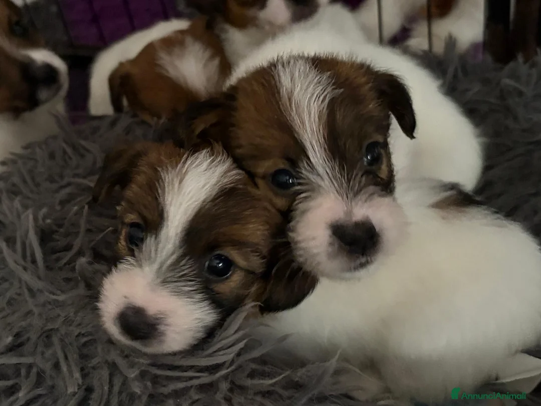 Jack Russell cani in vendita: jack russell white tan a pelo ruvido/broken - Annuncio 1