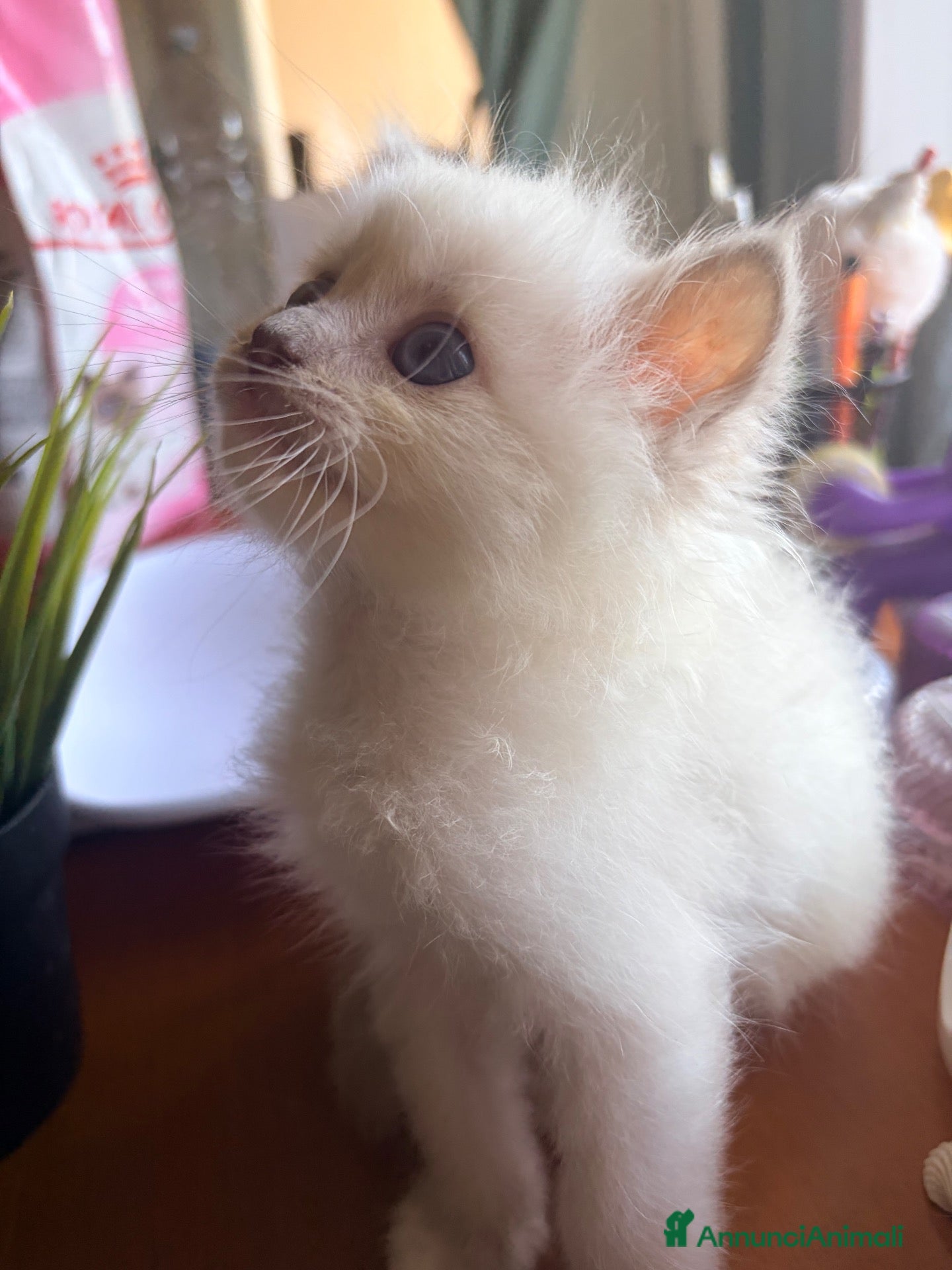 Ragdoll gatti Cucciolo ragdoll blue mitted Bleach - Annuncio 2