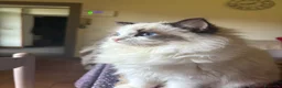 Ragdoll gatti in vendita: Dolcissimi cuccioli Ragdoll a Provincia di Perugia - Annuncio 1