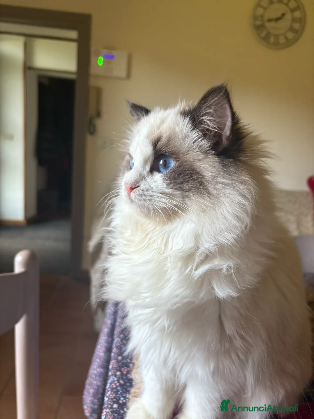 Ragdoll gatti in vendita: Dolcissimi cuccioli Ragdoll a Provincia di Perugia - Annuncio 1