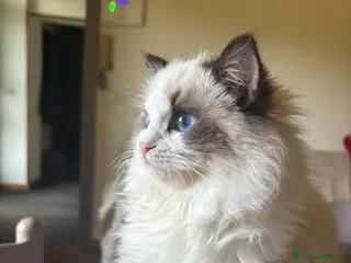 Ragdoll gatti Dolcissimi cuccioli Ragdoll - Annuncio 1