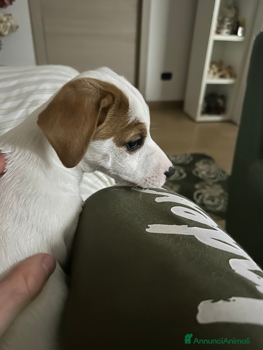 Jack Russell cani in vendita: Jack russel terrie colorazione rara bianco e rosso - Annuncio 3