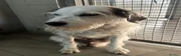 Meticcio cani in regalo: BIANCO TENERO SPINONE - Annuncio 4