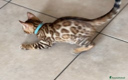 Bengala gatti in vendita: Bellissimi cuccioli  a Città metropolitana di Roma Capitale - Immagine 21