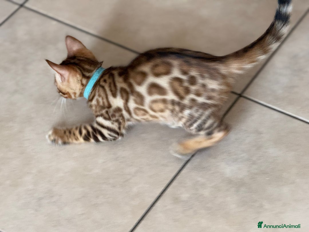 Bengala gatti in vendita: Bellissimi cuccioli  a Città metropolitana di Roma Capitale - Immagine 21