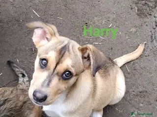 Meticcio cani CUCCIOLI 4 MESI - Annuncio 15