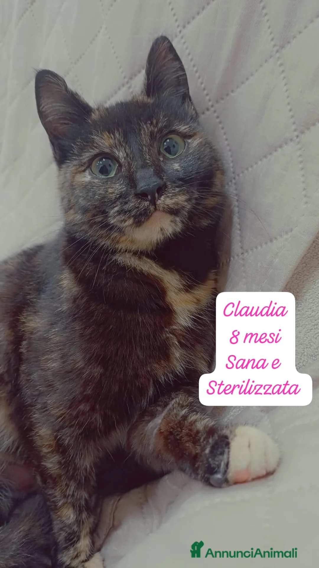 Altre razze gatti in regalo: Gattini desiderosi di trovare famiglia  a Provincia di Prato - Annuncio 10