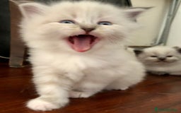 Siberiano gatti in vendita: Cuccioli di Gatto Siberiano Ipoallergenico a Provincia di Varese - Immagine 13