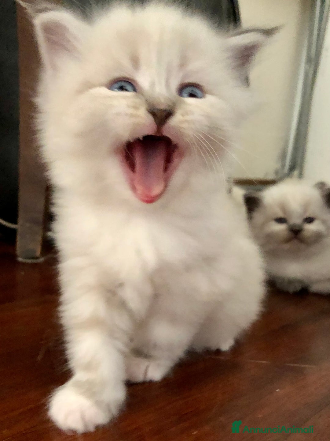 Siberiano gatti in vendita: Cuccioli di Gatto Siberiano Ipoallergenico a Provincia di Varese - Immagine 13