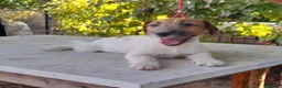 Jack Russell cani in vendita: Jack Russell Terrier Broken femmina  a Città metropolitana di Roma Capitale - Annuncio 2