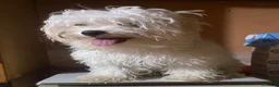 Maltese cani in vendita: Maltese Mini Toy  - Annuncio 3