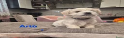 Maltese cani in vendita: Cuccioli maltesi taglia piccola pelo liscio  - Annuncio 5