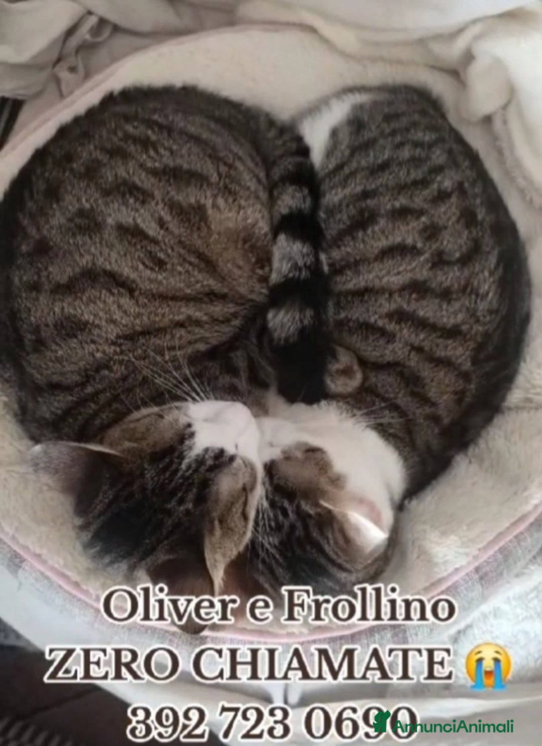 Europeo gatti in regalo: 2mici tigrati 1anno inseparabili! ROMA SOS CASA - Annuncio 2