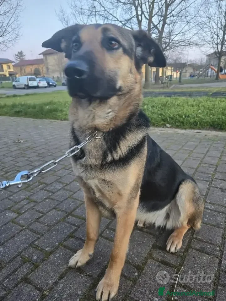 Meticcio cani Simil pastore tedesco - Annuncio 15