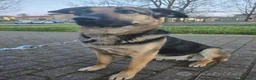 Meticcio cani in regalo: Simil pastore tedesco - Annuncio 1