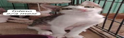 Altre razze gatti in regalo: Gattini desiderosi di trovare famiglia  a Provincia di Prato - Annuncio 6