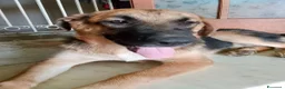 Meticcio cani in regalo: SARABY SIMIL PASTORINA  - Annuncio 2