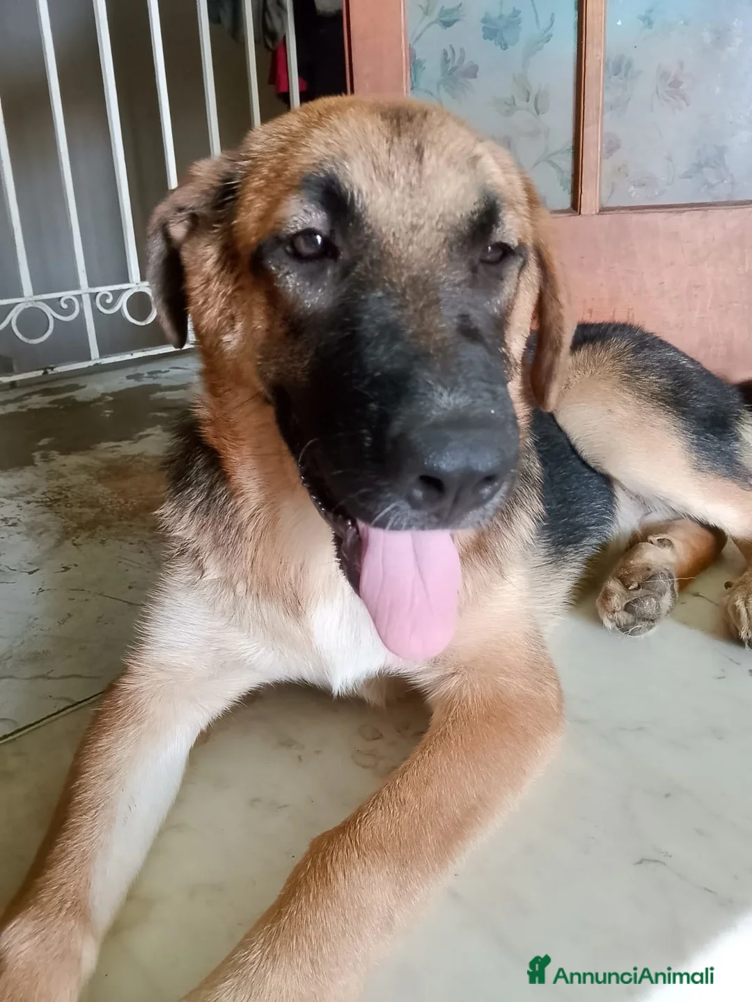 Meticcio cani in regalo: SARABY SIMIL PASTORINA  - Annuncio 2